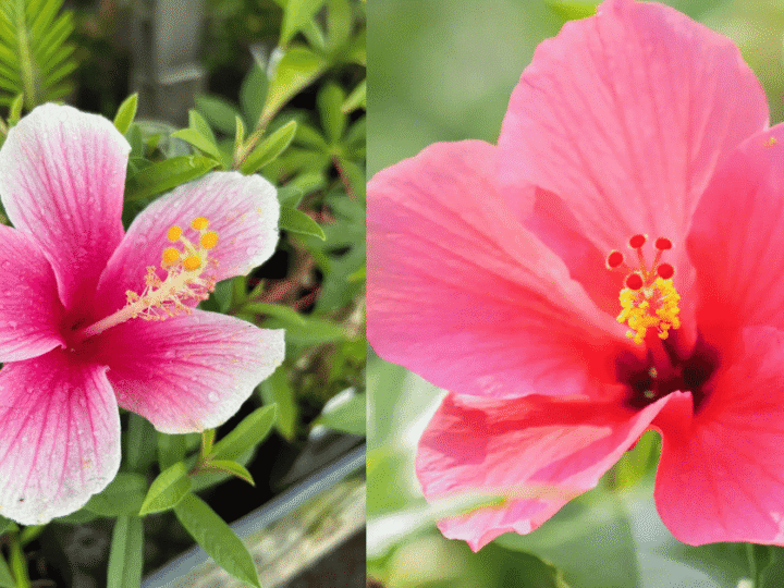 Hibiscus Flower Basics: Care, Growth And Common Problems