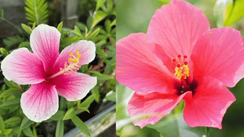 Hibiscus Flower Basics: Care, Growth And Common Problems