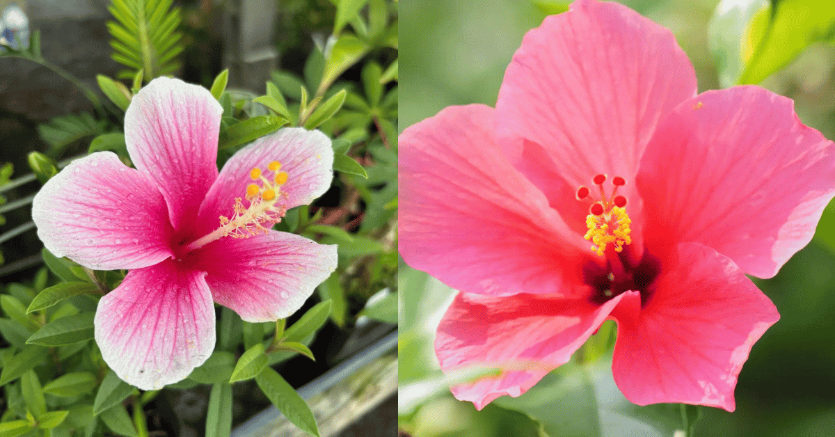 Hibiscus Flower Basics: Care, Growth And Common Problems